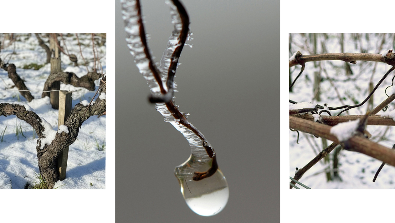Европейские виноградники накрыло снегом: от Бордо до Греции. Фотогалерея