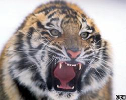 Британия заплатит за спасение российских тигров