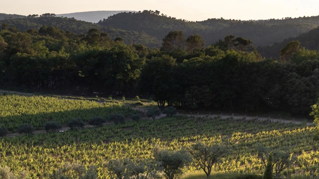 С винодельни можно отправиться с экскурсией на виноградники, а можно на вертолете долететь до Сен-Тропе или Канн