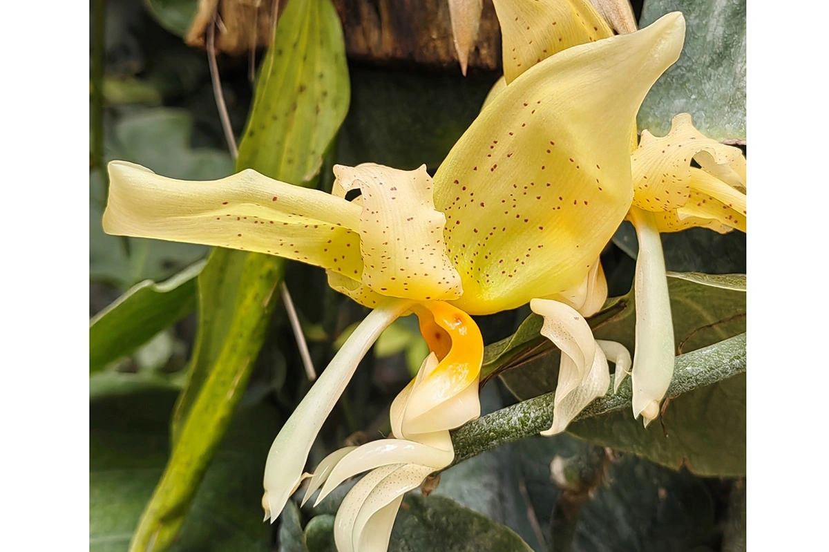 Орхидея Stanhopea oculata