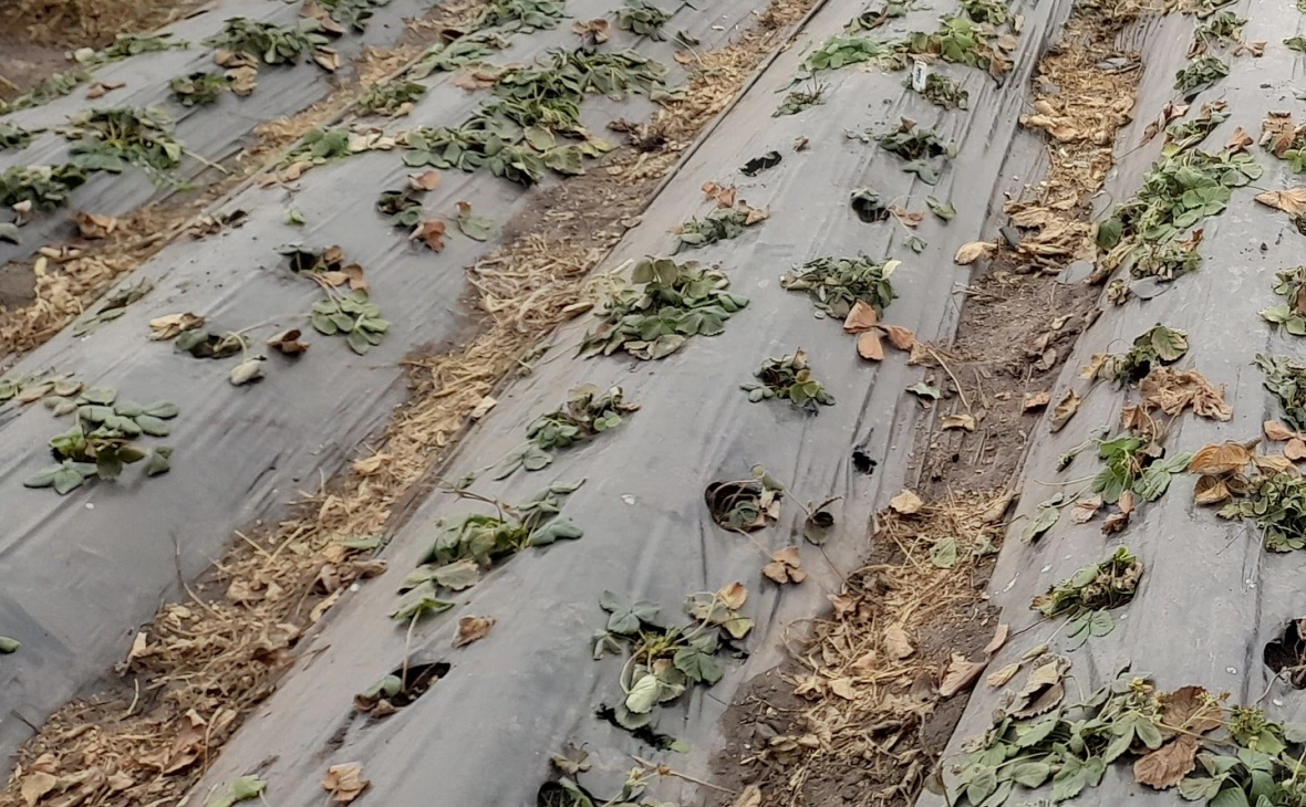 РБК Черноземье