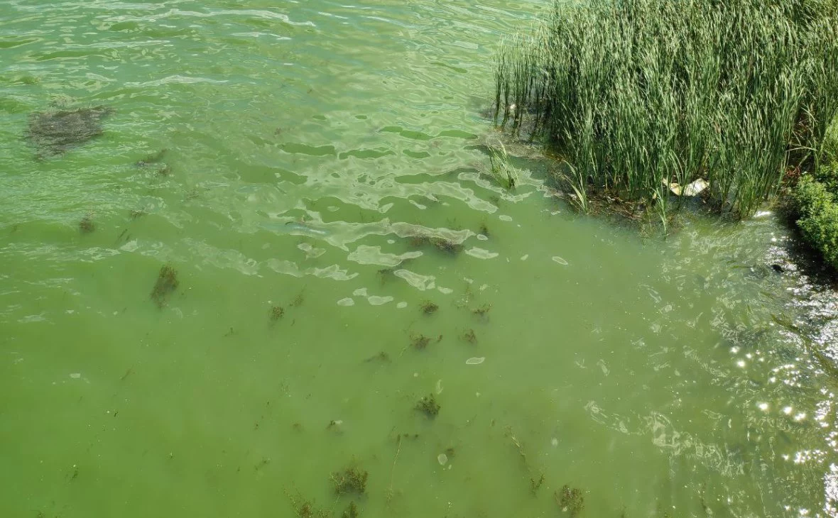 РБК Черноземье