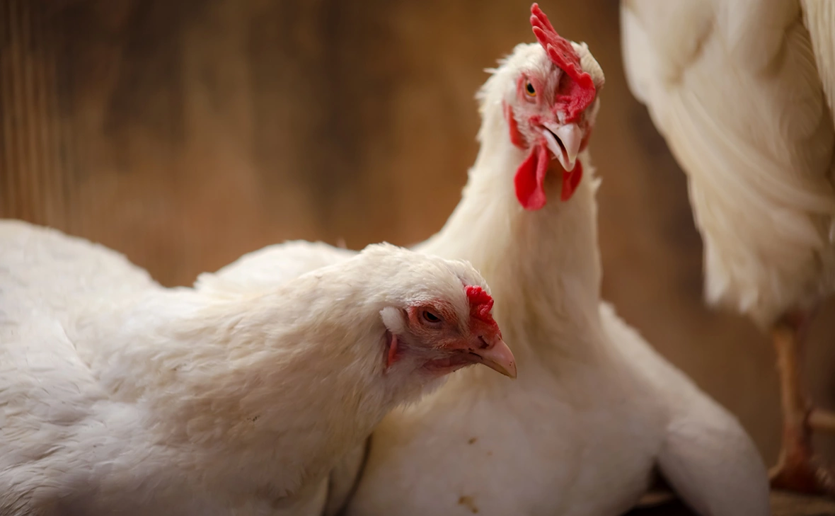 Елена Майорова / Global Look Press