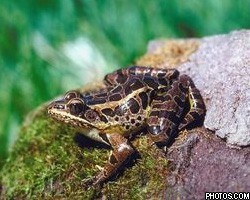 Ученые обеспокоены ростом числа лягушек-гермафродитов