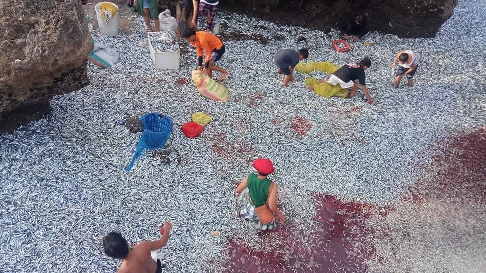 <p>Миллионы сардин выбросило на берег филиппинского острова Минданао в муниципалитете Маасим утром 7 января</p>