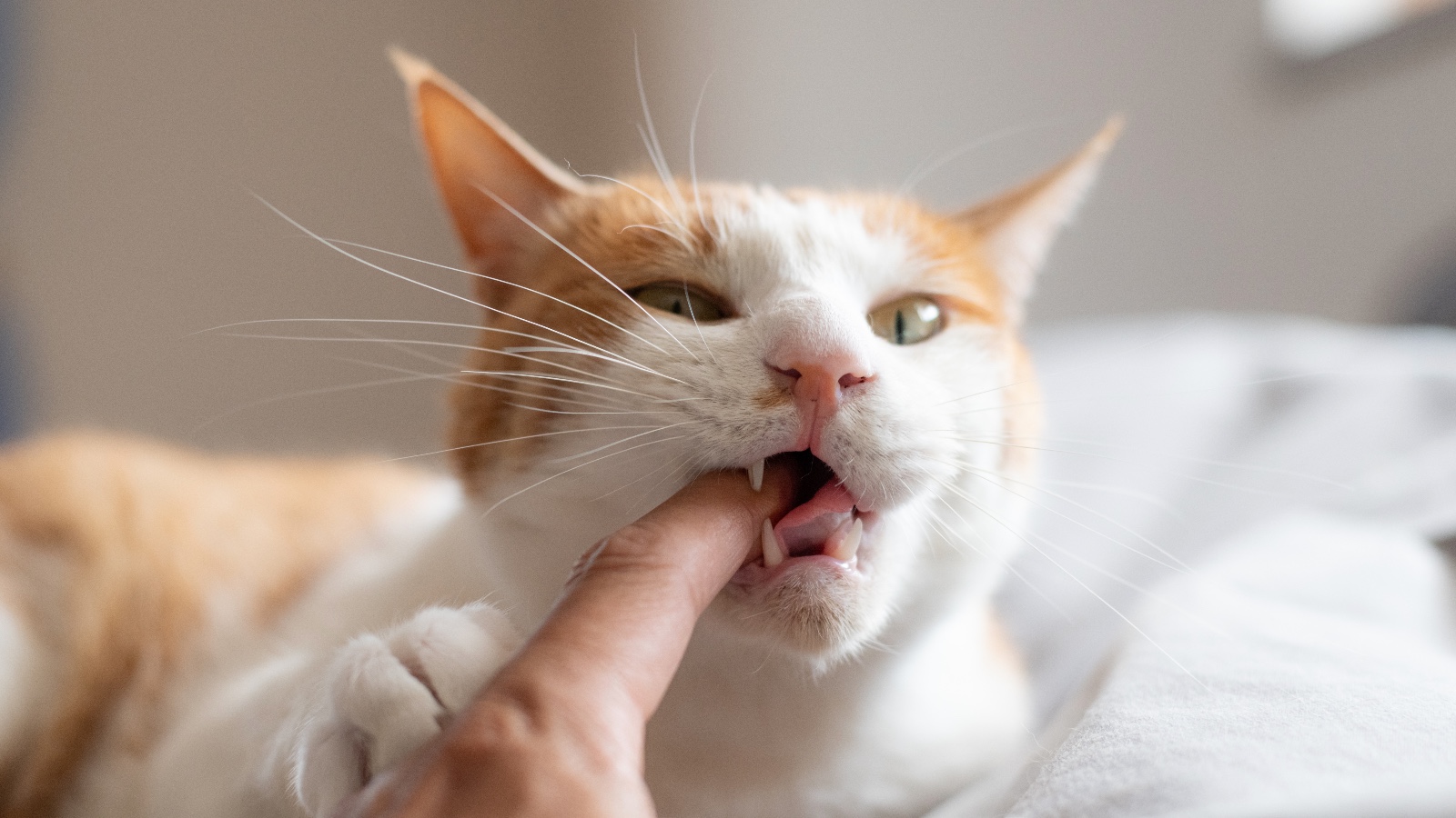 Фото: rai106 / Shuttersock / FOTODOM