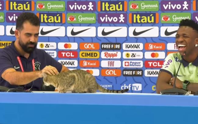Кошка прервала пресс-конференцию сборной Бразилии на ЧМ. Видео