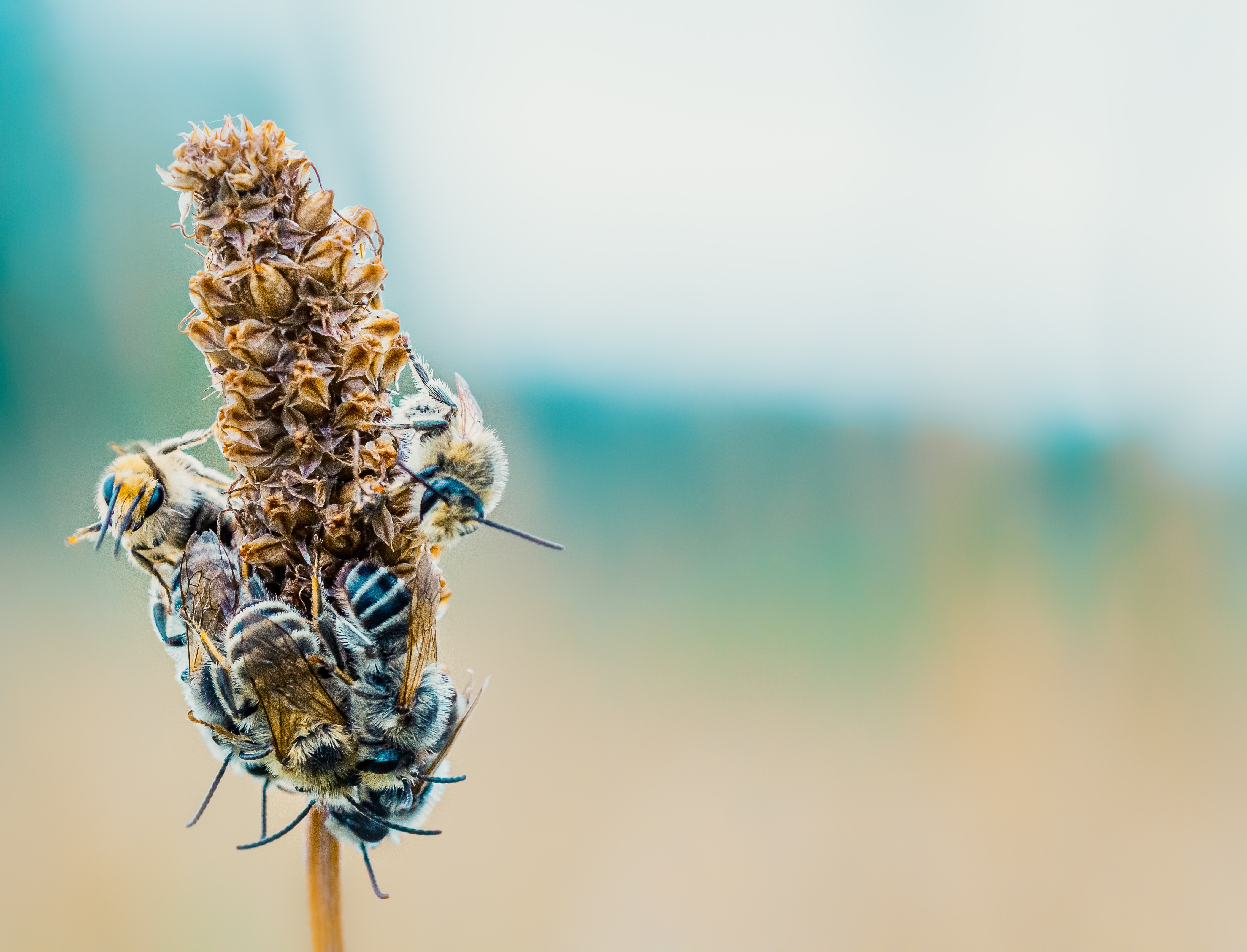 Крайне важно сделать доступными для пчел места для гнездования, такие как участки голой почвы и сухие стебли растений