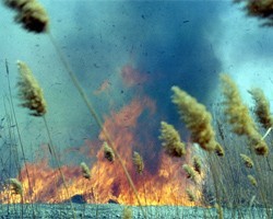 В Забайкальском крае степной пожар почти полностью уничтожил жилой поселок 