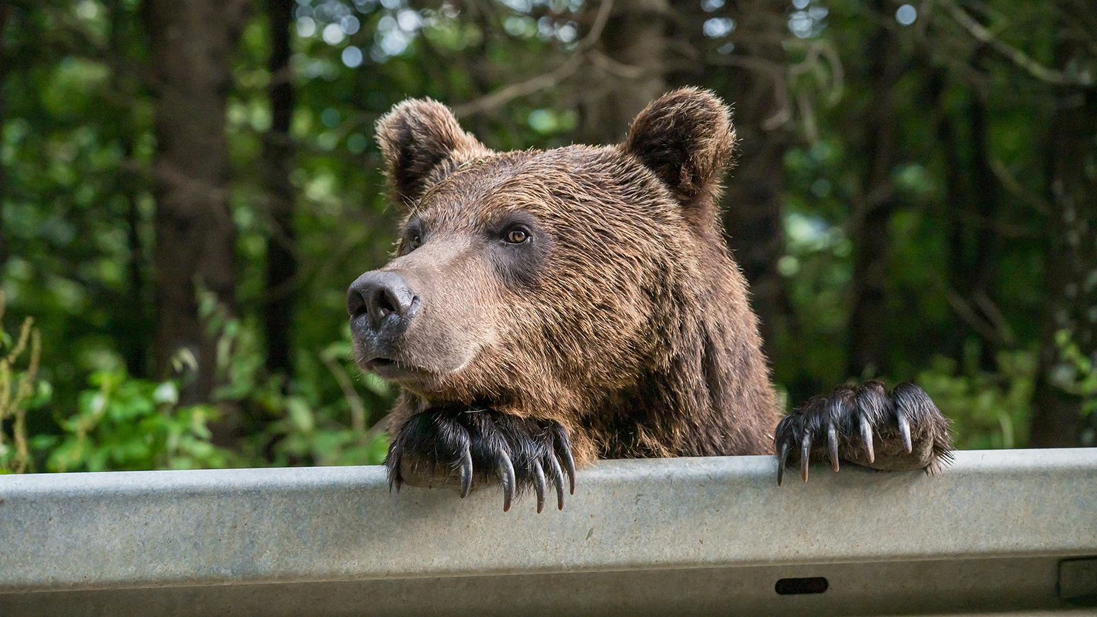 Бурый медведь