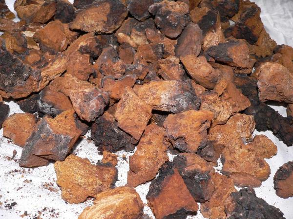 Экспорт вологодской чаги во Вьетнам увеличился на 18%