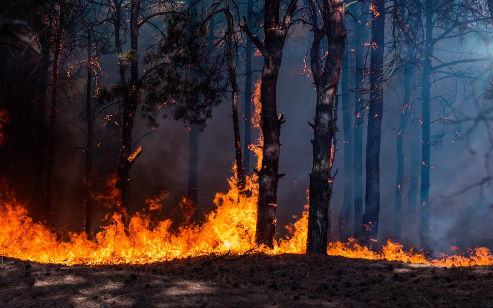 Фото: Shutterstock