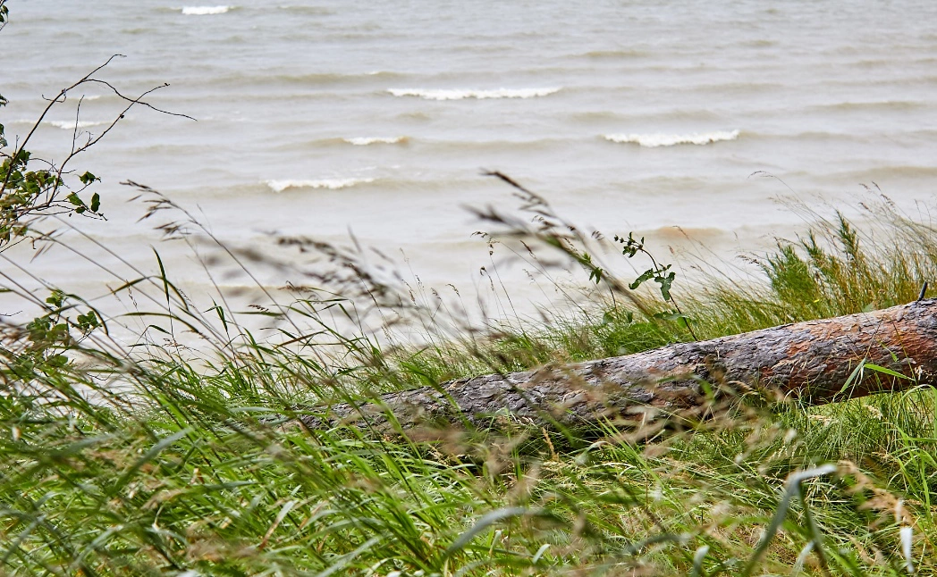 Елена Попцова