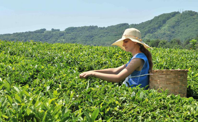 Фото: http://www.tea-terra.ru