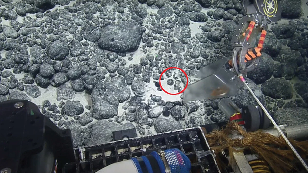 <p>Снимки камеры подводного робота в момент обнаружения на дне Тихого океана зуба мегалодона</p>