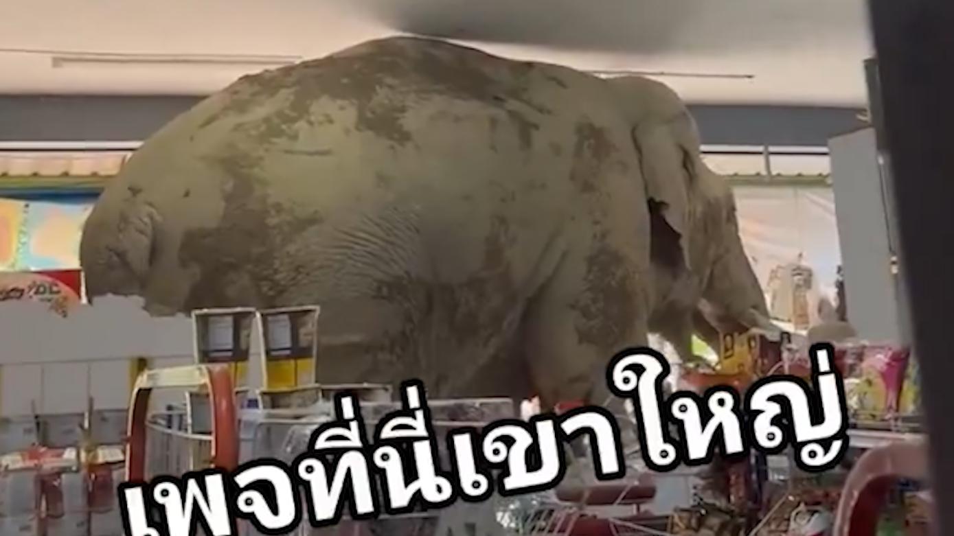Слон в Таиланде ограбил магазин с крекерами. Видео