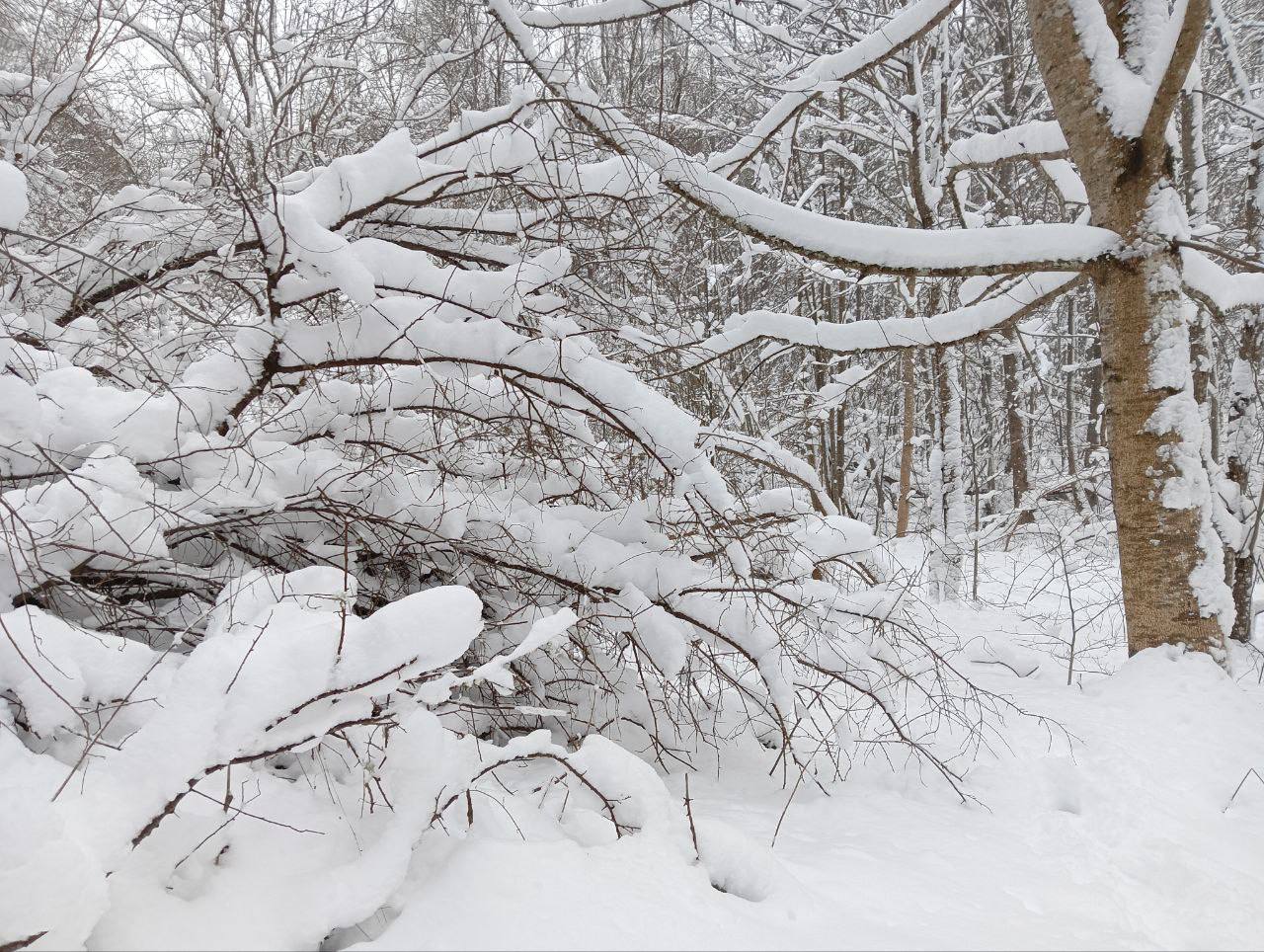 Фото: телеграм-канал нацпарка "Виштынецкий"