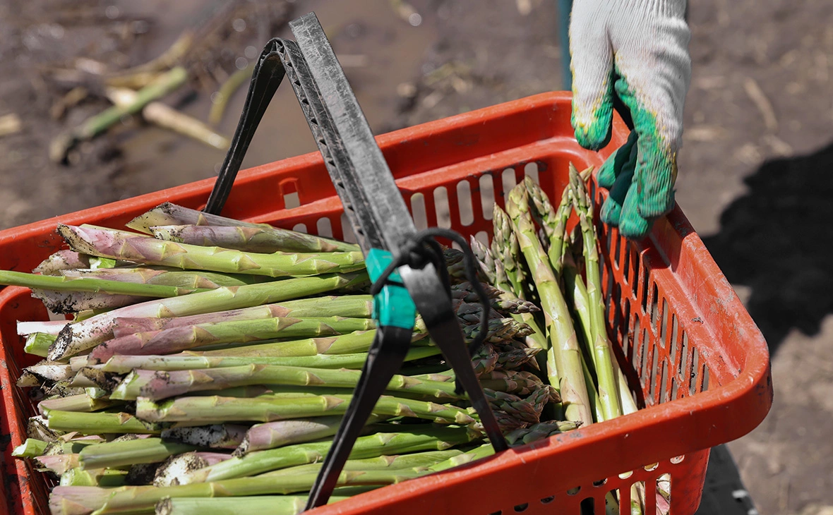 Елена Афонина / ТАСС