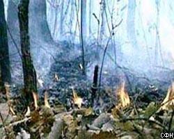 Курганская область охвачена лесными пожарами