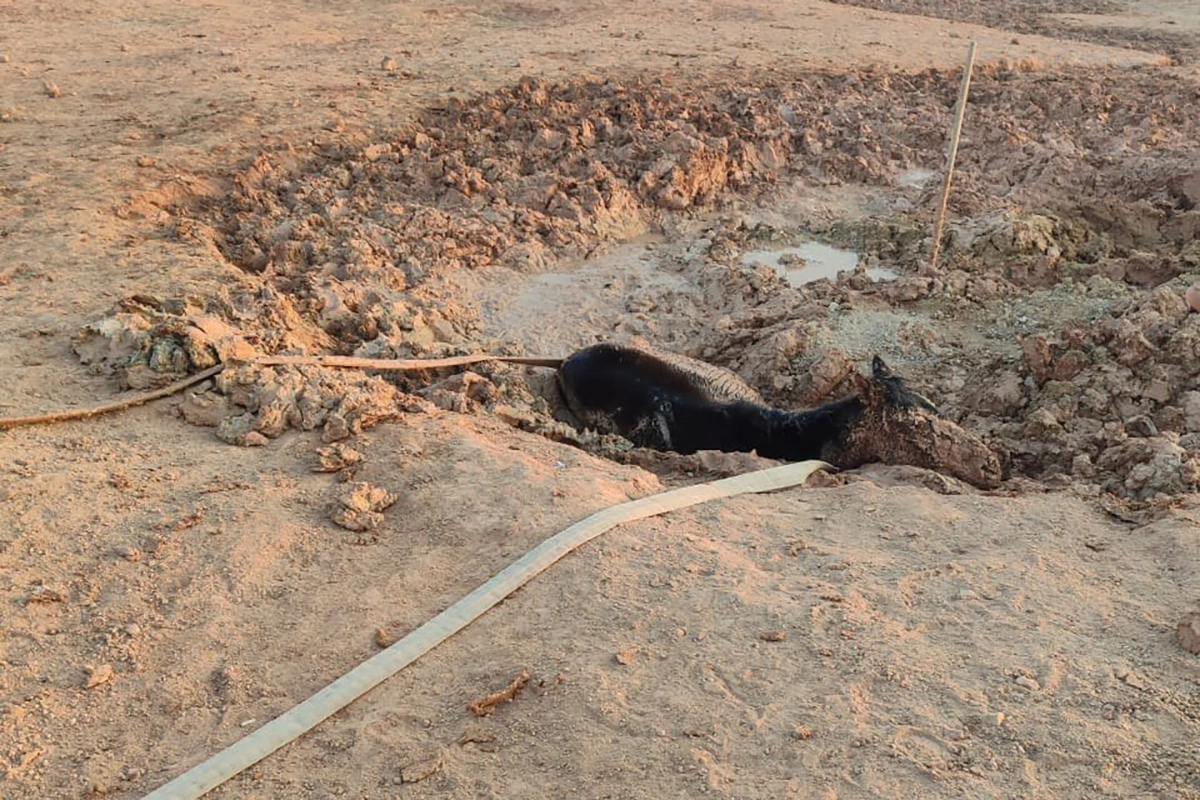 На Байконуре сотрудники МЧС спасли увязшего в трясине жеребенка