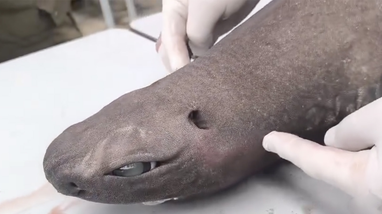 Обездвиженную тушу беременной акулы-дракона выбросило на пляж в Испании