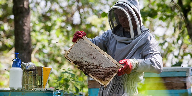 Пчеловоды предупредили о дефиците меда из-за плохой погоды
