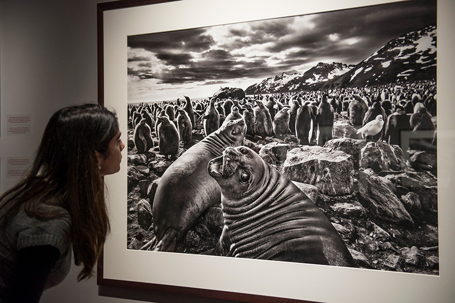 Фотовыставка &laquo;Генезис&raquo; Себастьяна Сальгадо, Турин, Италия, 2018 год