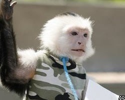 Ученые встревожены созданием слишком разумных обезьян