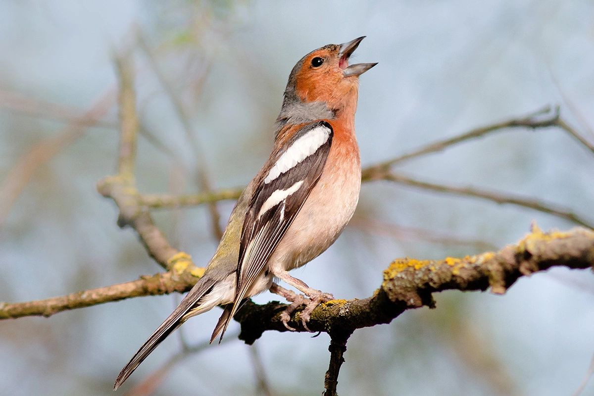 Зяблик возвращается с зимовки в начале апреля