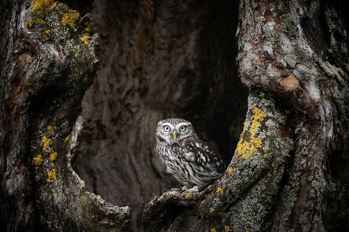 Серая неясыть обычно гнездится в дуплах, однако может занимать и гнезда других птиц