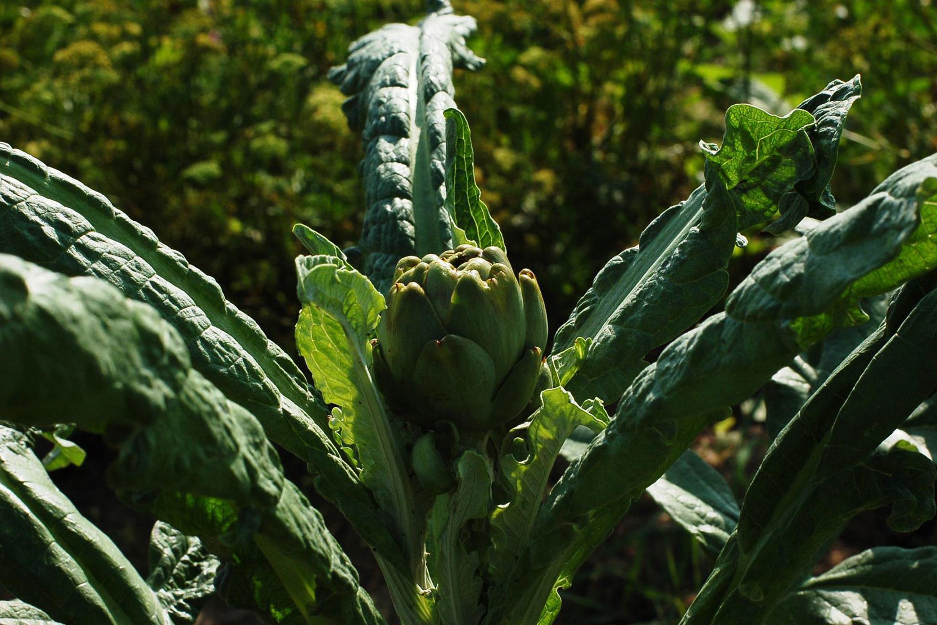 Ферма&nbsp;&laquo;Никола-Ленивец&raquo;