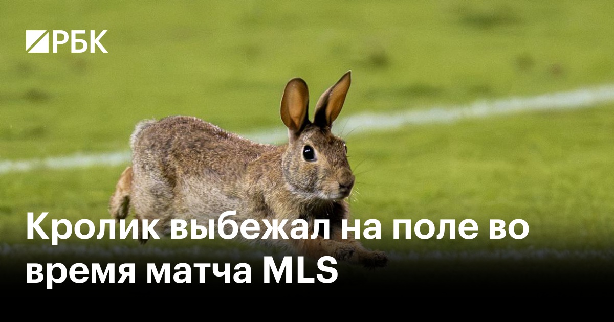 Кролик выбежал на поле во время матча MLS