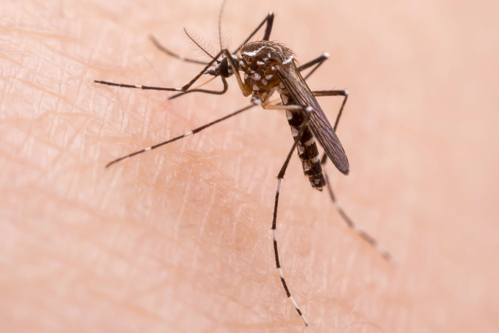 <p>Людей, как и животных, кусают только самки комаров</p>