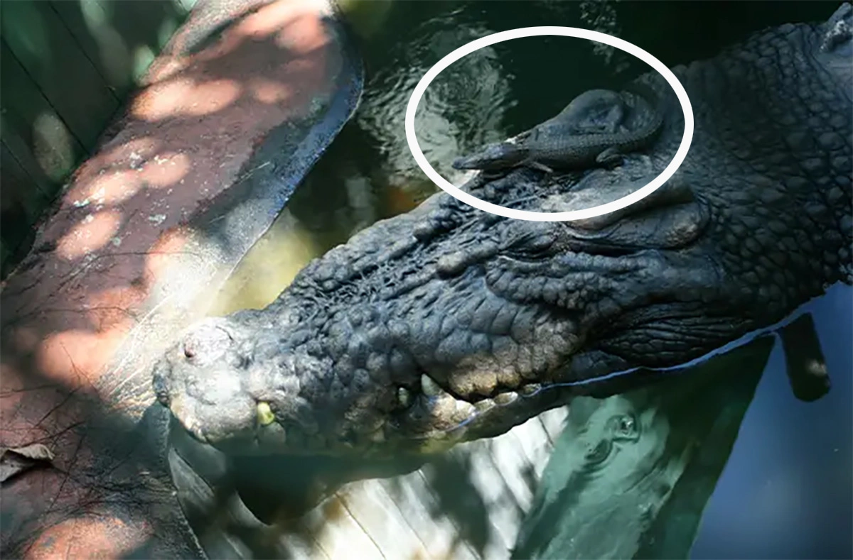 <p>Кассиус плавает с детенышем крокодила на голове</p>