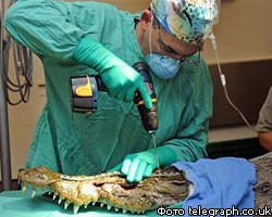 В США крокодилу сделали пластическую операцию 