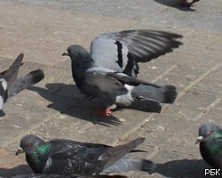 Французским голубям дают противозачаточные