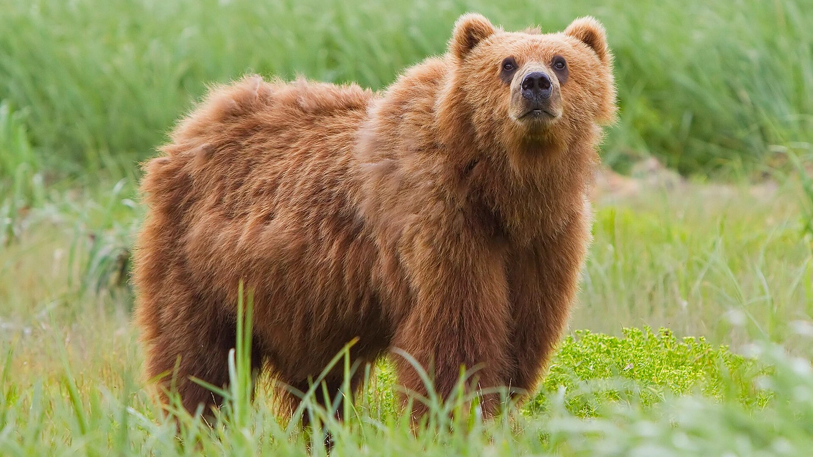 Бурый медведь (кадьяк) на Аляске