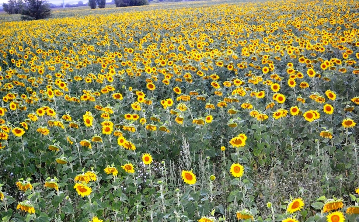 РБК Черноземье