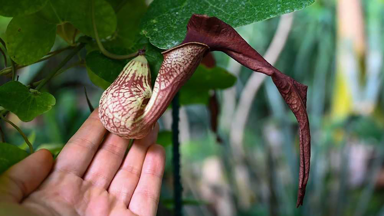 Кирказон цимбиферный отличается крупными цветками