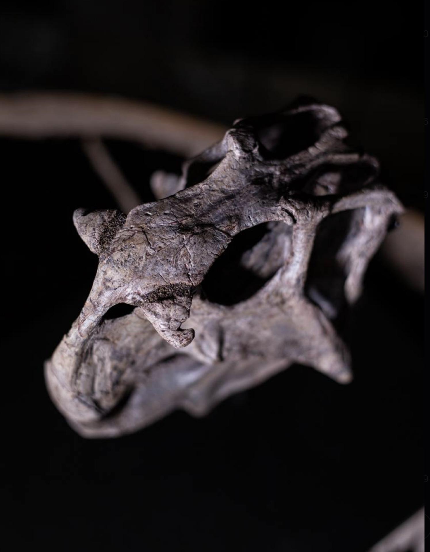 Череп пситтакозавра