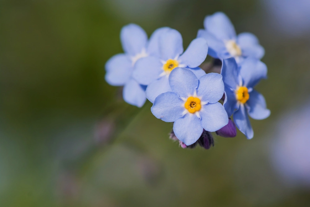 Незабудка — символ Национального дня бабушек и дедушек в США