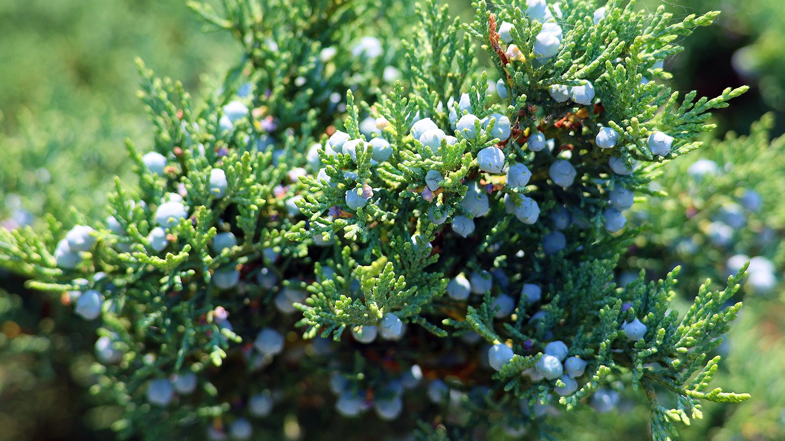 Циляньский можжевельник