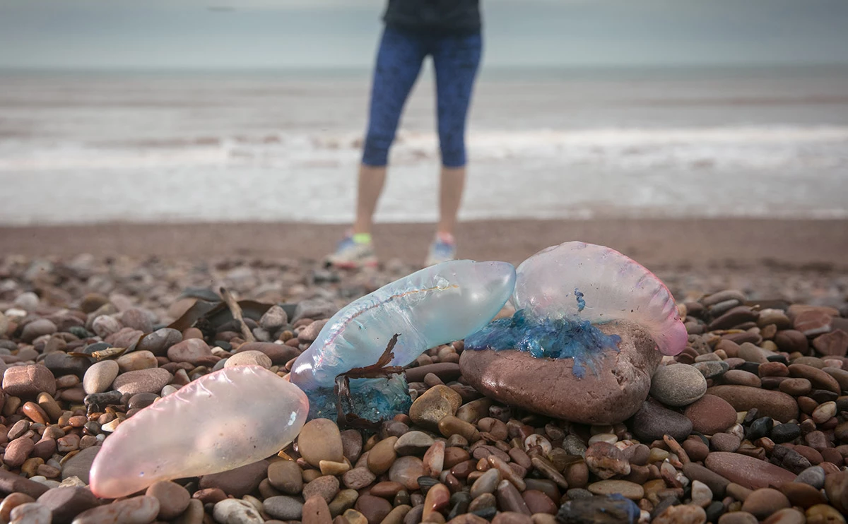 Matt Cardy / Getty Images