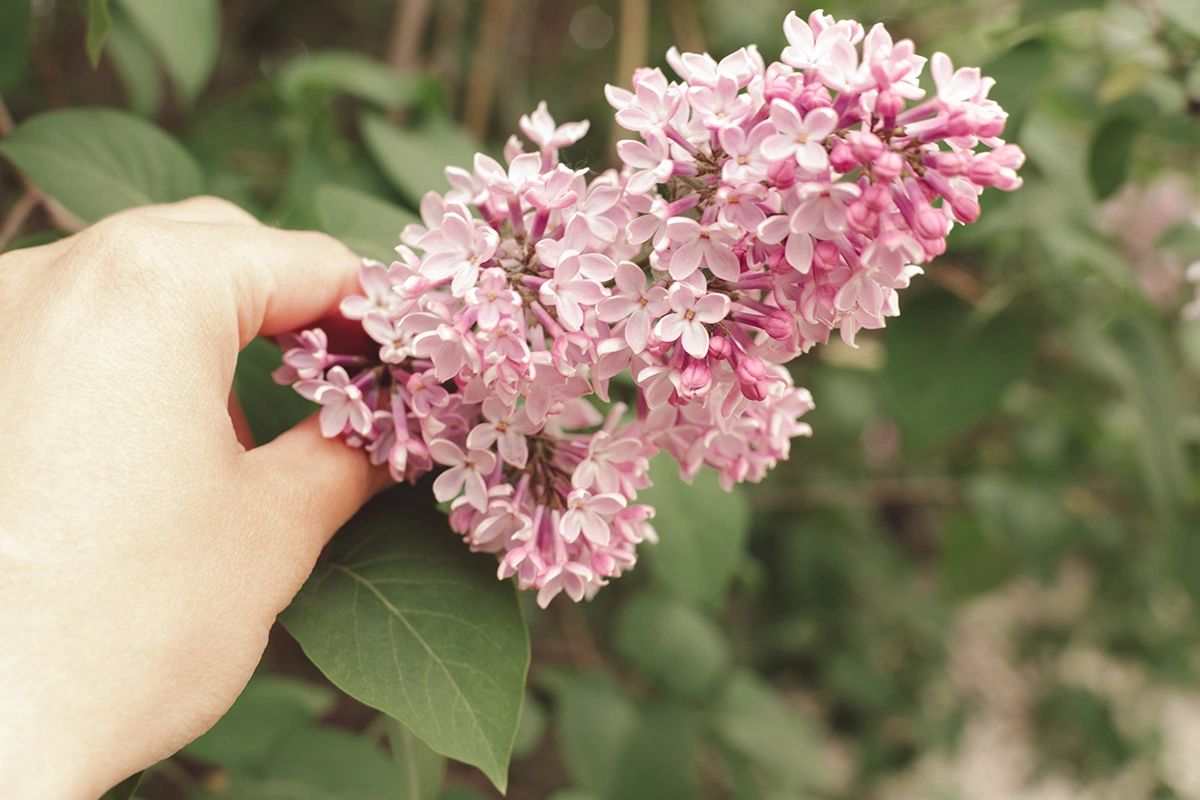 Каждый раз, обрывая сирень, даже если в этом нет злого умысла, человек наносит растению повреждения