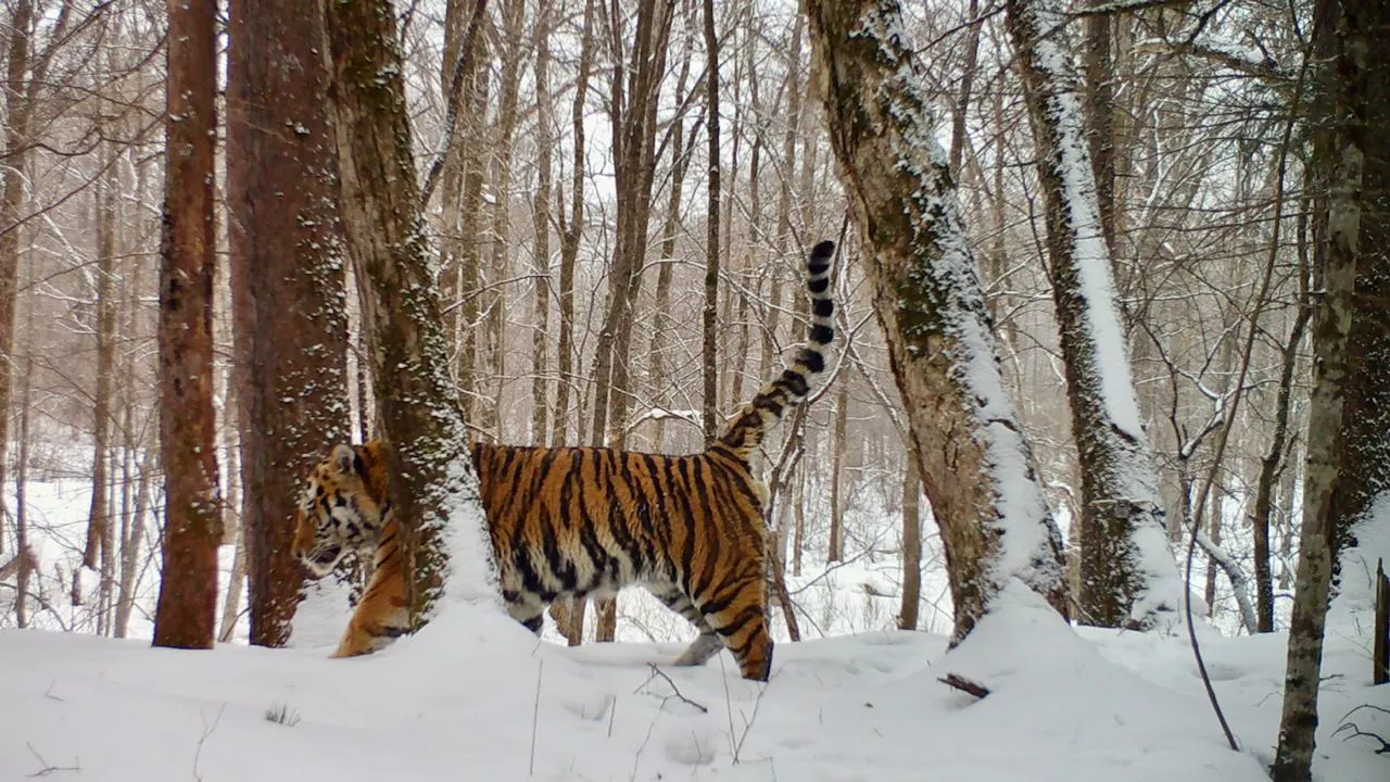центр «Амурский тигр»