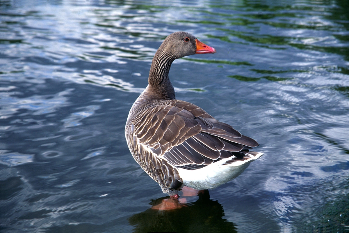 Серый гусь обычно летает низко, но во время миграции может подниматься на высоту до 6–7 км