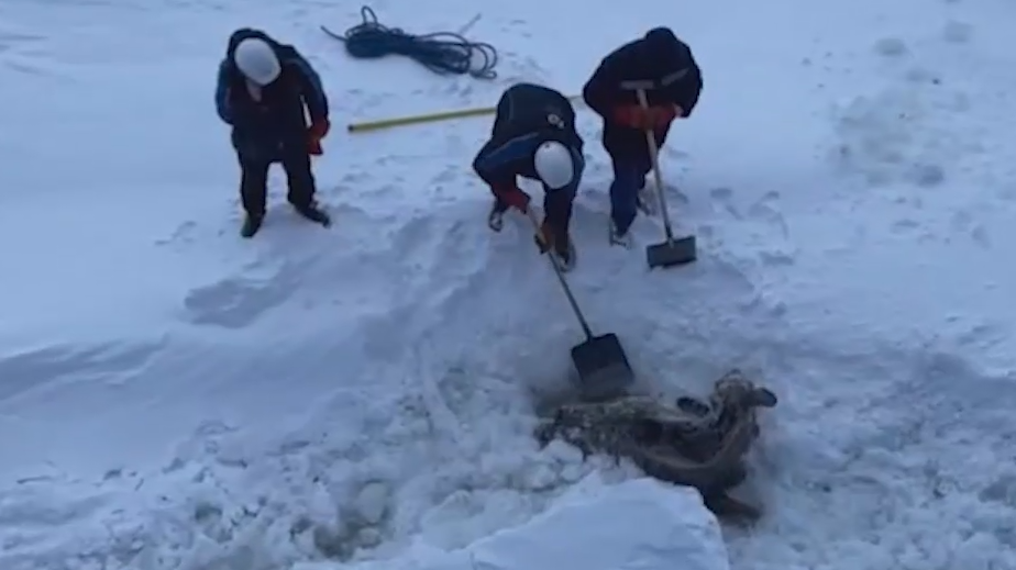 Моряки атомного ледокола «Якутия» спасли застрявшую во льдах лосиху
