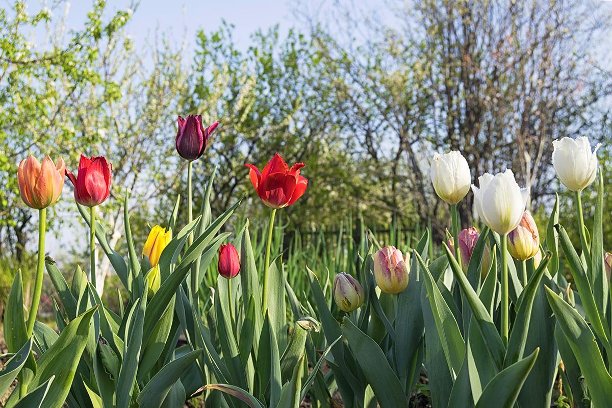 Как подготовить дачный участок к летнему сезону