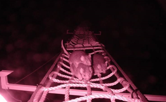 Веревочный мост в Австралии.