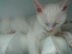 К 30 сентября во всех домах Новосибирска включат отопление